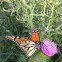 Monarch Butterfly