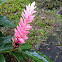 pink cone ginger
