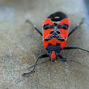 Black and Red Bug