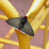 "Diablito" butterfly