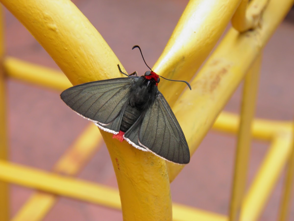 "Diablito" butterfly