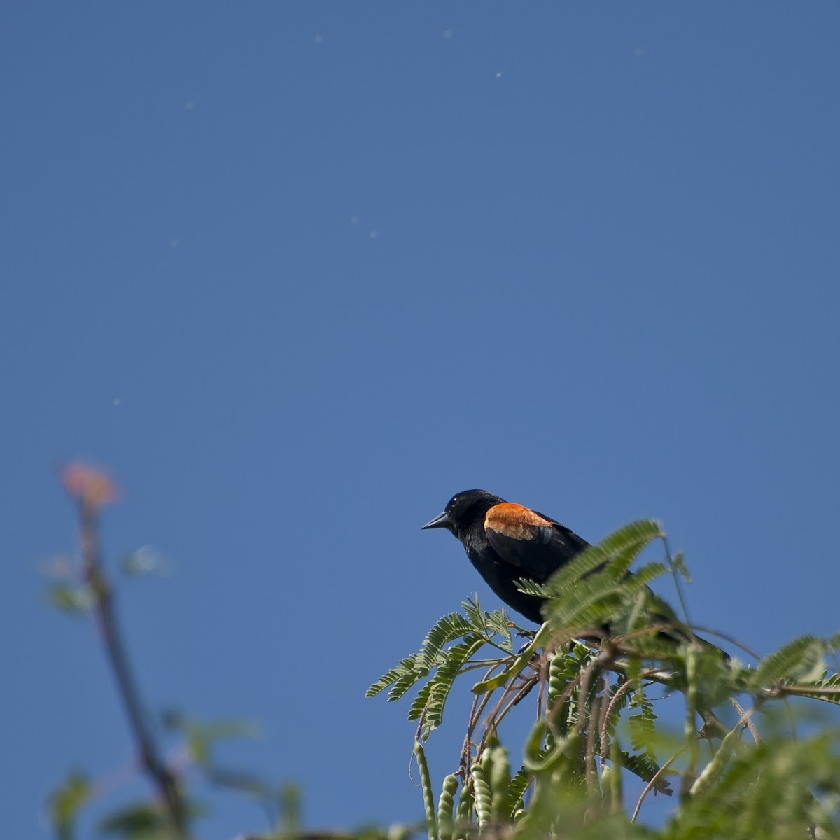 Red-Winged Blackbird