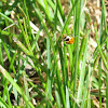 Thirteen-spotted Lady Beetle