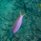 Purple Anthias