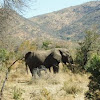 African Bush Elephant