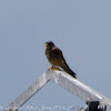 Kestrel; Cernícalo Real