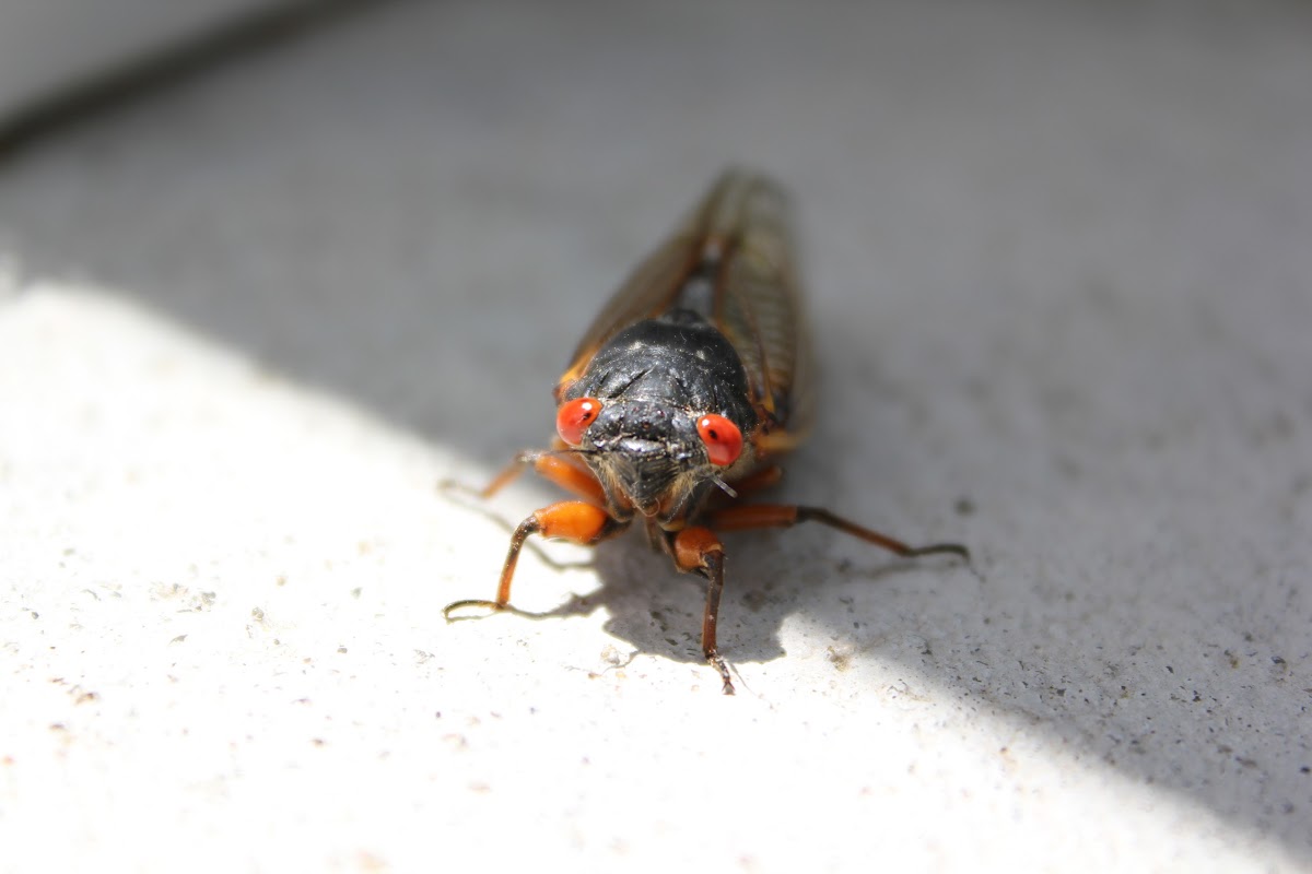 17 year cicada (brood II imago)