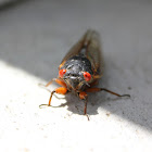 17 year cicada (brood II imago)