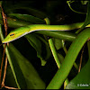 Big-eyed Green Whip Snake/Malayan Whip Snake