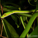 Big-eyed Green Whip Snake/Malayan Whip Snake
