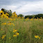 Gray headed coneflower