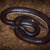 Highveld Garter Snake