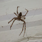 Gray Cross Spider (male)