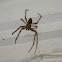 Gray Cross Spider (male)