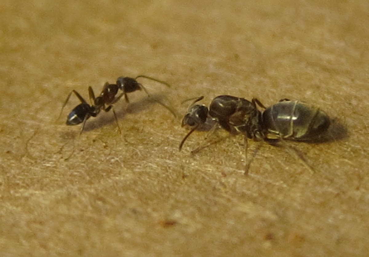 Worker and Soldier Ants