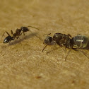 Worker and Soldier Ants