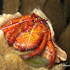 White-spotted Hermit Crab, Red Hermit Crab