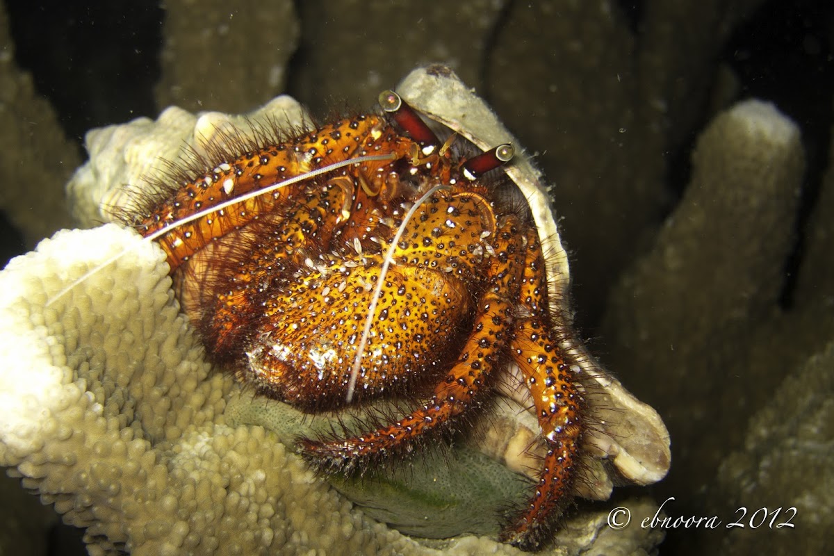 White-spotted Hermit Crab, Red Hermit Crab