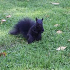 Black Squirrel