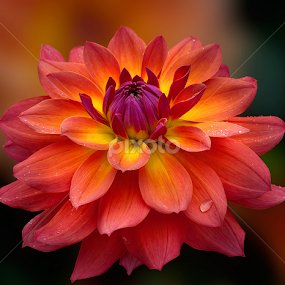 by Carl Sieswono Purwanto - Flowers Single Flower