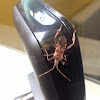 Western Conifer Seed Bug