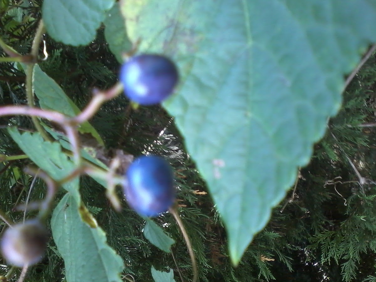 blue and purple berries