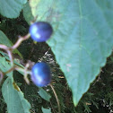blue and purple berries
