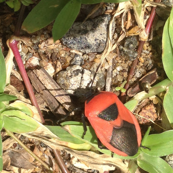 red-pumpkin-bug-project-noah