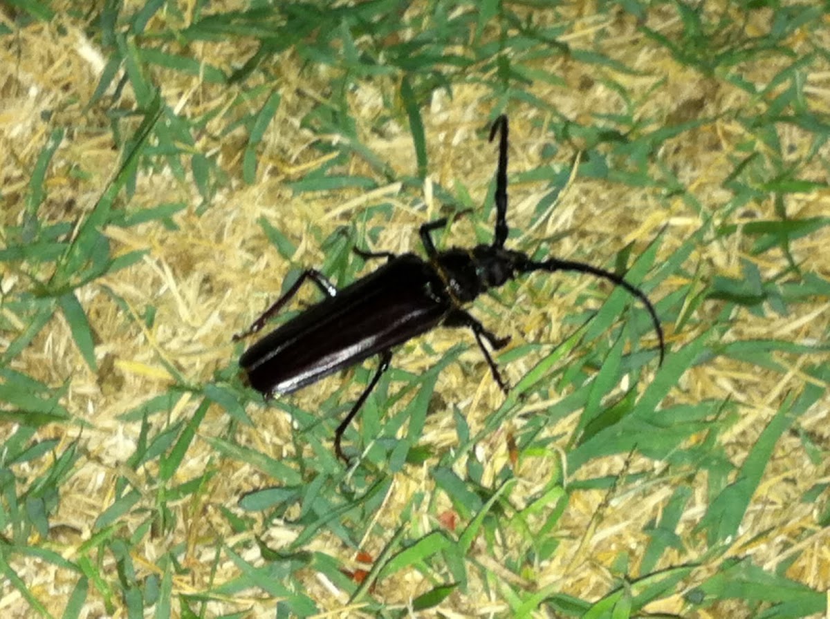 Palo Verde borer beetle