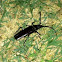 Palo Verde borer beetle