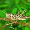 Migratory Bird Locust
