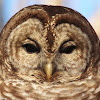 Barred owl