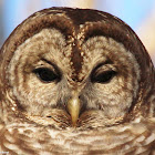 Barred owl