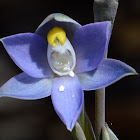 Slender Sun-orchid