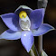Slender Sun-orchid
