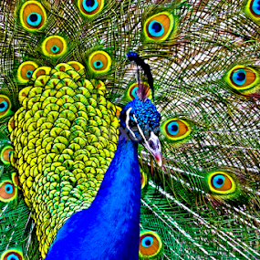 Look at me by Tracy Rautenbach - Animals Birds