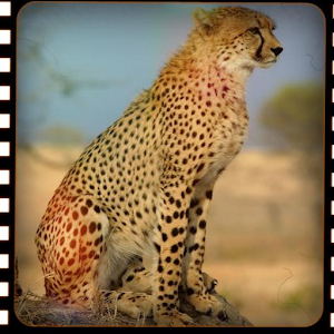 Cheats Animal Sounds