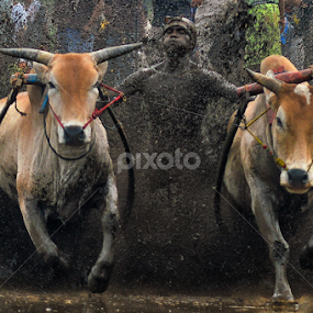 West Sumatra by Edwin Prajusa - News & Events Sports