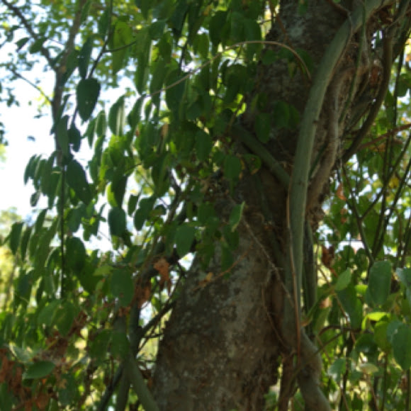 Rattan Vine Project Noah