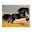 Jeu sur l'équitation Download on Windows
