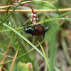 Garden Foliage Beetle - Listokaz zahradní