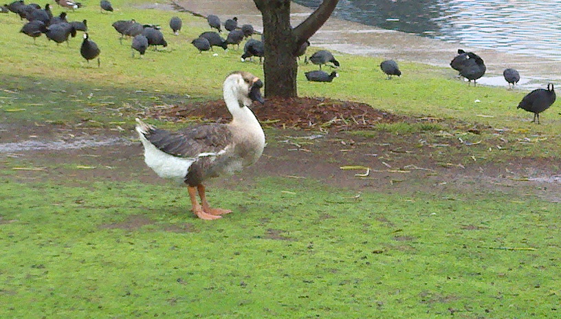African Goose (Domestic)