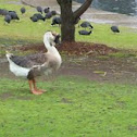 African Goose (Domestic)