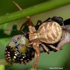 Crab Spider and Pentatomidae