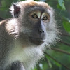 Longtail macaque