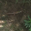 Wall lizard - lucertola
