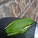 Green Treefrog