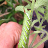 Tomato Horn Worm