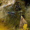 Six-Spotted Fishing Spider