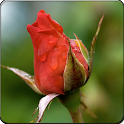 3D Moving Rose LiveWallpaper logo